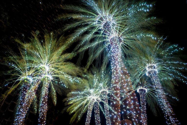 Fort Myers Christmas lights on palm trees