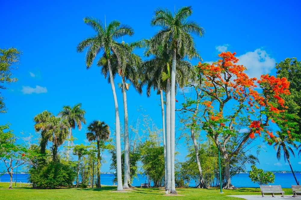 trees at Fort Myers historical site
