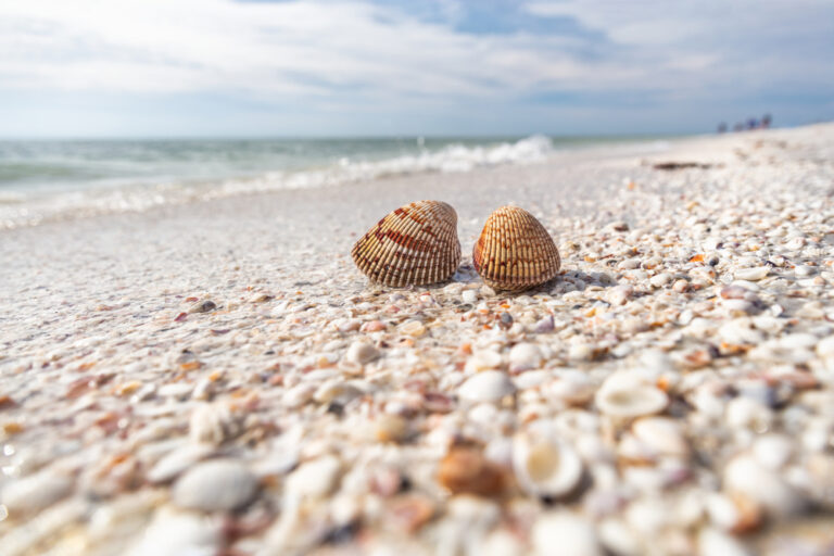 View of seashells on beach in Sanibel Island Florida