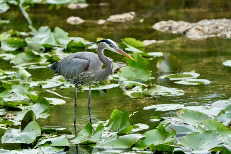 Great blue heron by lily pads in water in Florida